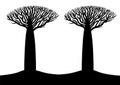 Two black and white baobab stylized trees silhouettes flyer template, vector