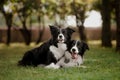 Two black and white border collies playing in the park on a meadow, beautiful bokeh Royalty Free Stock Photo