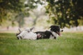 Two black and white border collies playing in the park on a meadow, beautiful bokeh Royalty Free Stock Photo