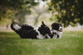 Two black and white border collies playing in the park on a meadow, beautiful bokeh Royalty Free Stock Photo