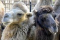 Two black and white camels, next to each other, look in different directions. Close-up.