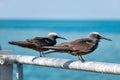Two Black white capped noddy seabird perched in Hardy Reef, Australia. Royalty Free Stock Photo