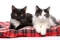 Two black and white cats on a plaid isolated on a white background, Two cats lying on plaid isolated on white background, close up Royalty Free Stock Photo