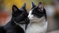 Two black and white cats are touching noses in a close up, AI Royalty Free Stock Photo