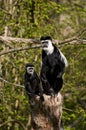 Two Black & White Colubus Monkeys