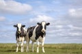 Two black and white cows, friesian holstein, standing in a pasture under a blue cloudy sky and a faraway straight horizon at