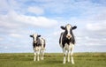 Two black and white cows, frisian holstein, standing in a pasture, blue sky and a faraway straight horizon Royalty Free Stock Photo