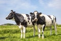 Two black and white cows, frisian holstein, standing in a pasture under a blue sky Royalty Free Stock Photo