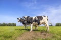 Two black and white cows, frisian holstein, standing in a pasture under a blue sky in a green field Royalty Free Stock Photo