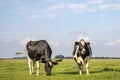 Two black and white cows, frisian holstein, standing in a pasture under a blue sky Royalty Free Stock Photo