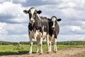 Two black and white cows, frisian holstein, standing in a pasture under a blue sky and a straight horizon Royalty Free Stock Photo