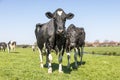 Two black and white cows, frisian holstein, standing in a pasture under a blue sky and a straight horizon Royalty Free Stock Photo