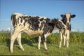 Two cows, together, frisian holstein, standing in a pasture under a blue sky and a straight horizon Royalty Free Stock Photo