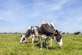 Two black and white cows, frisian holstein, standing together in a pasture under a blue sky and a straight horizon Royalty Free Stock Photo