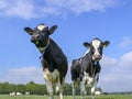 Two black and white cows, holstein, standing in a pasture under a blue sky. Royalty Free Stock Photo