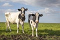 Two black and white cows in a pasture under a blue sky and a straight horizon Royalty Free Stock Photo