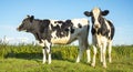 Two black and white heifer cows standing in the field under a blue sky Royalty Free Stock Photo