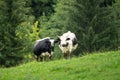 Two black and white cows are standing in the green pasture Royalty Free Stock Photo