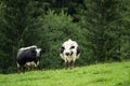Two black and white cows are standing in the green pasture Royalty Free Stock Photo
