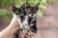 two black and white kittens in human hands Royalty Free Stock Photo