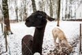 Two black and white llamas in snowy winter day