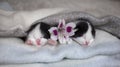 Two black and white muzzles of a newborn sleeping kitten