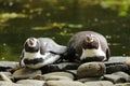 Two penguins lying in front of pond Royalty Free Stock Photo