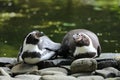 Two penguins lying in front of pond Royalty Free Stock Photo