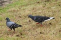 Two black and white pigeons together Royalty Free Stock Photo