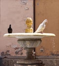 Two black and white pigeons walking on a fountain Royalty Free Stock Photo