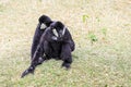 Two Black and White Rare Crested gibbons in the Rain Forest Royalty Free Stock Photo