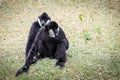 Two Black and White Rare Crested gibbons in the Rain Forest Royalty Free Stock Photo