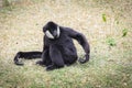 Two Black and White Rare Crested gibbons in the Rain Forest Royalty Free Stock Photo