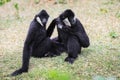 Two Black and White Rare Crested gibbons in the Rain Forest Royalty Free Stock Photo