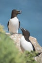 Two black and white razorbills on a cliff Royalty Free Stock Photo