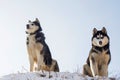 Two black and white Siberian huskys standing on a hill in the background of sky. Beautiful siberian husky dogs in winter Royalty Free Stock Photo