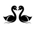 Two black and white swans together isolated on white background - vector Royalty Free Stock Photo