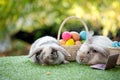 Two black and white young adorable bunny with glasses sitting on grass field with easter egg in basket and laptop together Royalty Free Stock Photo