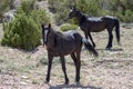 Two black wild horses on alpine desert hillside on Pryor Mountain in the western USA Royalty Free Stock Photo