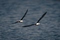 Two black-winged stilts cross river in formation