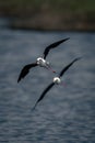 Two black-winged stilts cross water in formation