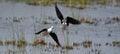 two black-winged stilts fighting Royalty Free Stock Photo