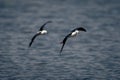 Two black-winged stilts fly along calm river Royalty Free Stock Photo