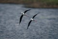 Two black-winged stilts fly along sunlit river Royalty Free Stock Photo