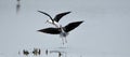 two black-winged stilts fighting Royalty Free Stock Photo