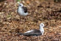 Two Black Winged Stilts