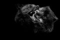 Two Black wolf fighting with a black background Royalty Free Stock Photo