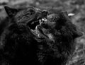 Two black wolf fighting in the forest Royalty Free Stock Photo