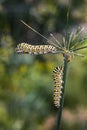 Two black and yellow Monarch caterpillars crawling on a flower stem before turning into a butterfly Royalty Free Stock Photo