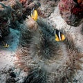 Two black and yellow and white striped Clark`s anemone fish Royalty Free Stock Photo